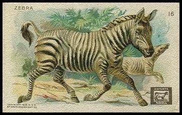 16 Zebra
